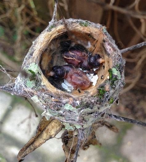 Hummingbirds, From Eggs To Nestlings | IFLScience | Baby hummingbirds, Cute birds, Bird photo