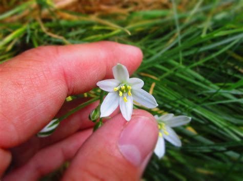 identification - What is this six-petaled white flower with long narrow leaves? - Gardening ...