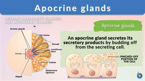 malato alto attore holocrine secretion ovviamente estasi Trasporto