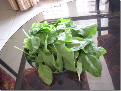 Growing Spinach in Containers | Commercial Hydroponics farming