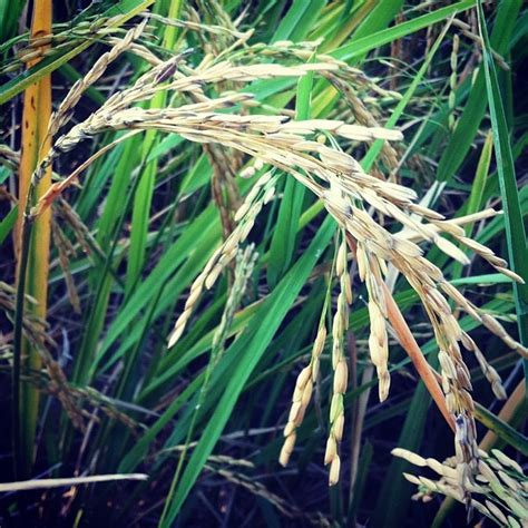 Palay... Dahon Palay o Dahong Palay?