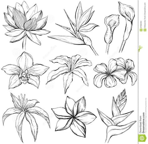 https://www.dreamstime.com/stock-illustration-tropical-flowers-sketch ...