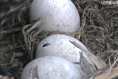 It's a pip! Eaglet starts breaking out of shell, and thousands watch ...