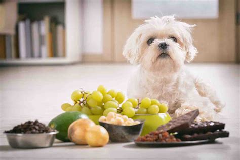 Grape Toxicity in Dogs - Quakers Hill Vet Hospital