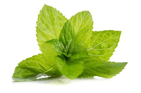 Green leaves of fresh mint stock photo. Image of tasty - 139354786