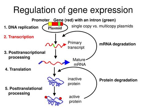 PPT - Regulation of Gene Expression Dr. Ishtiaq Ahmad Khan PowerPoint ...