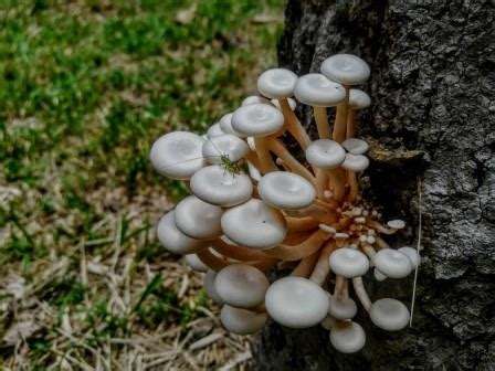 The Mushrooms and Fungi from the Rainforest - Shiripuno Amazon Lodge