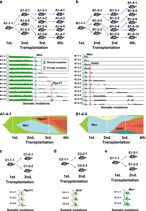 Whole exome sequencing (WES) of mouse MLL/AF9-AML. a, b Upper panels... | Download Scientific ...