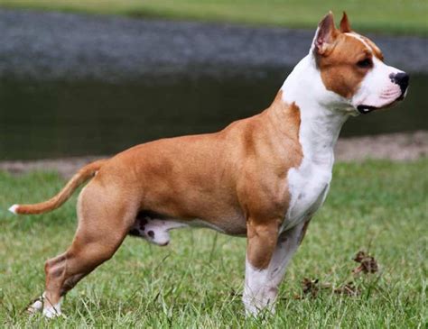 American staffordshire terrier | Terrier dog breeds, American pitbull terrier, Pitbull dog breed