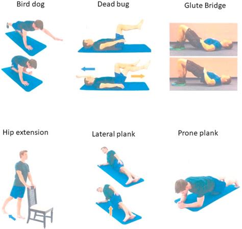 Comparison of linea alba length and core-muscles engagement during core and lower back ...