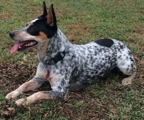 Lulu Blue Heelers, Hybrid Dogs, Rat Terriers, Rats, Australia, Animals, Animales, Animaux, Animal