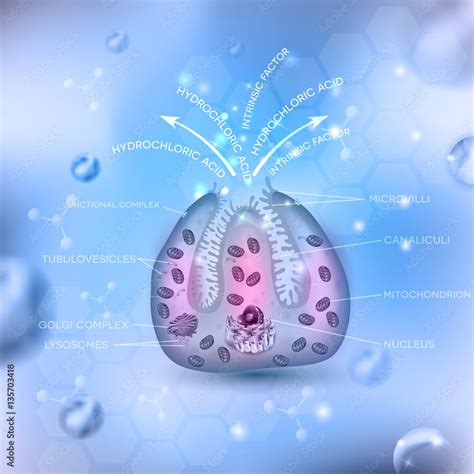 Vecteur Stock Parietal cell secreting hydrochloric acid (HCl) and intrinsic factor in the ...