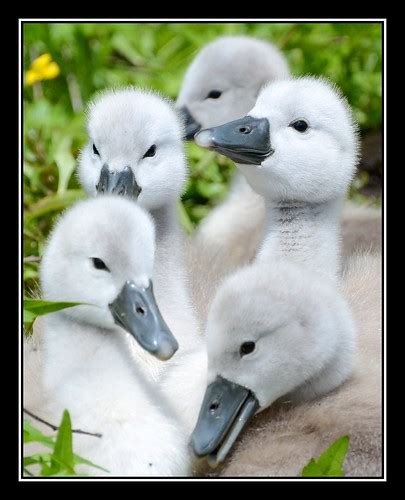 Cygnet Clan! | Cute baby Swans at RSPB Greylake in Somerset,… | Carl Bovis | Flickr