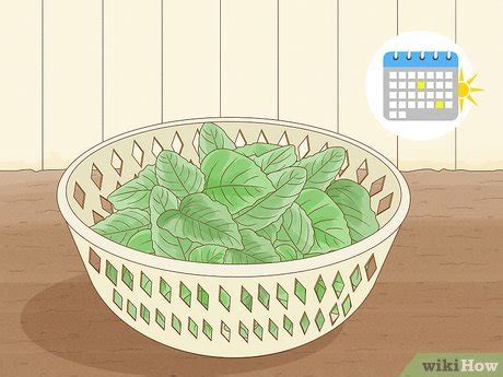 How to Plant Callaloo in Your Garden (with Pictures) - wikiHow