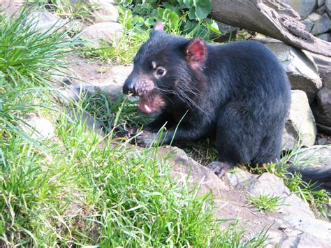 tasmanian devil | The very cute and very savage and very end… | Flickr