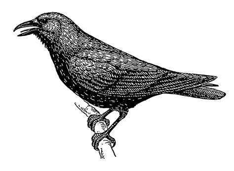 File:Crow 1 (PSF).png - Wikimedia Commons