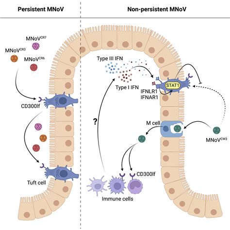 Tuft-Cell-Intrinsic and -Extrinsic Mediators of Norovirus Tropism Regulate Viral Immunity ...