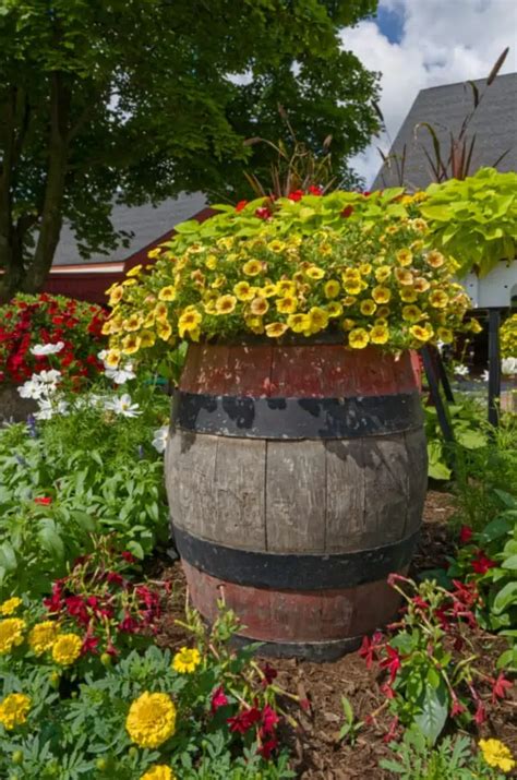 Creative Whiskey Barrel Planter Ideas - Gingham Gardens