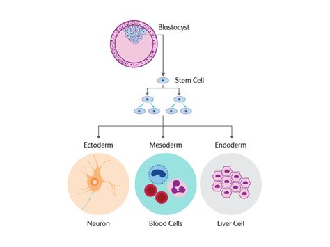 Embryonic Stem Cells Diagram