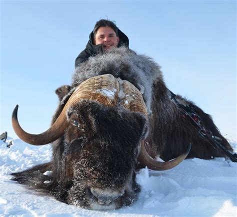 Barren Ground Musk-Ox - Ameri-Cana Expeditions