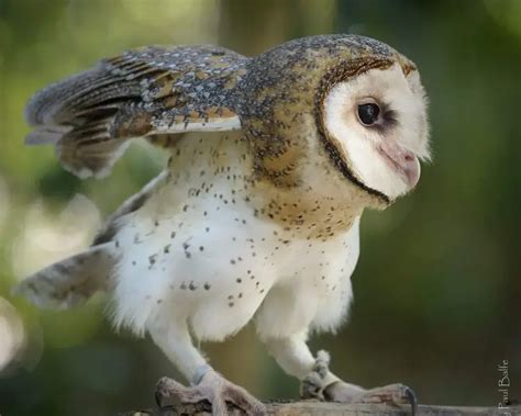 Australian masked owl - Facts, Diet, Habitat & Pictures on Animalia.bio