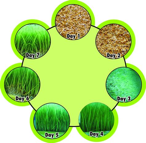 Hydroponics rice paddy nursery: An innovative twist on growing rice in ...