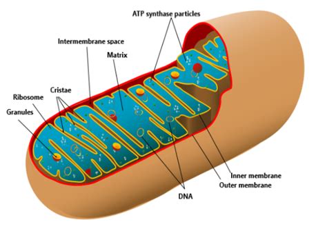 Name two cell organelles that are double membrane bound. What are the ...