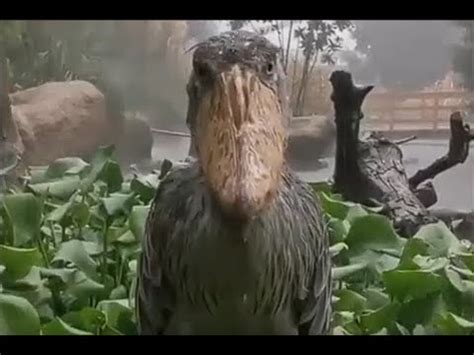 ShoeBill Stork (meme) In Rain - YouTube