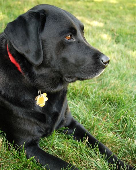 Free Images : grass, puppy, pet, black, vertebrate, labrador retriever, dog breed, purebred dog ...