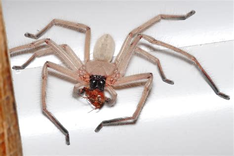 File:Huntsman spider with meal.jpg - Wikipedia