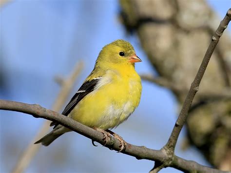 American Goldfinch - NestWatch