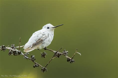 A Rare Sighting of a Leucistic Hummingbird