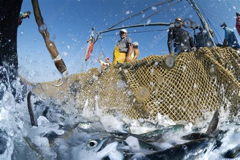 Fish being caught - Stock Image - C010/9221 - Science Photo Library