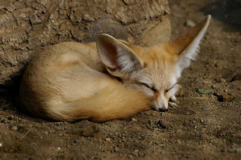 Fennec Fox - A-Z Animals