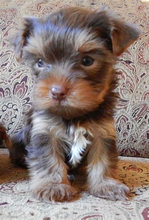 Mousse - Teacup Yorkie Chocolate | Yorkie puppy, Yorkie, Puppies