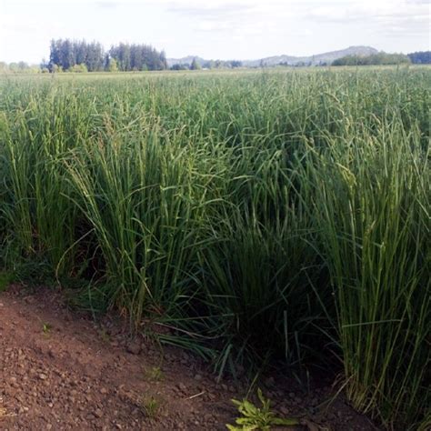 High-Quality Orchardgrass for Superior Forage | GoSeed.com