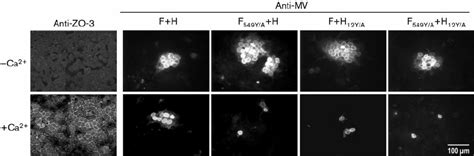 Syncytia formation in polarized MDCK cells. Forty hours after seeding ...