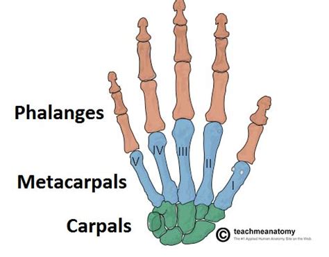 Bones of the Hand - Carpals - Metacarpals - Phalanges - TeachMeAnatomy