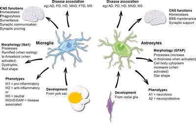 Frontiers | Microglia and Astrocyte Function and Communication: What Do We Know in Humans?