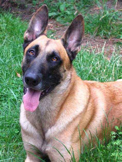 Fichier:Belgian Shepherd Malinois grass portrait.jpg — Wikipédia