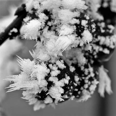 macro frost | An extreme close-up of the hoar frost we had b… | Flickr