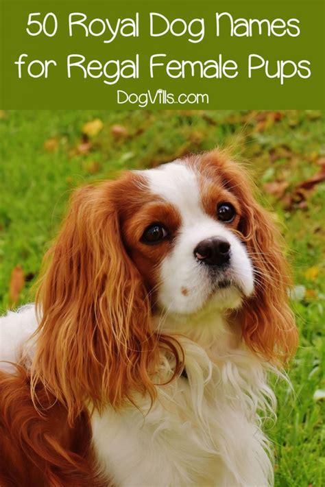 140 Royal Dog Names for Your Regal Pup - DogVills