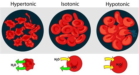 What Is Osmosis: Definition, Diagram, Examples And Explanation