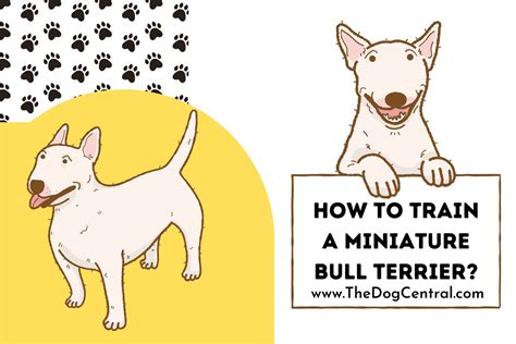 How to Train a Mini Bull Terrier? | The Dog Central