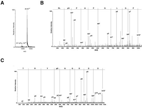 Localization of phosphorylation sites on Frigg by mass spectrometry.... | Download Scientific ...