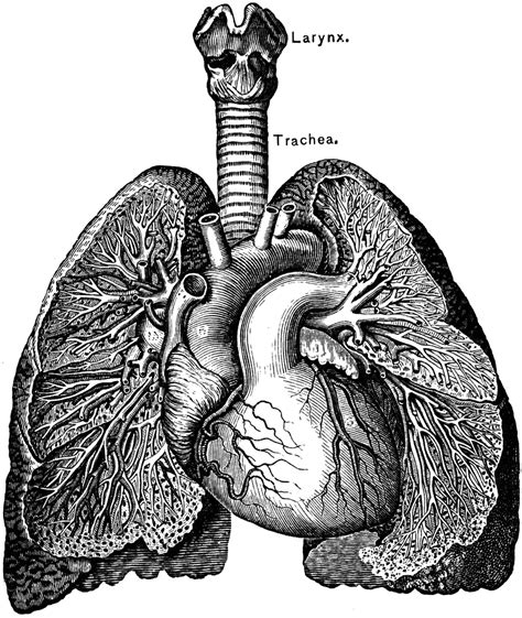 The Heart and Lungs | ClipArt ETC