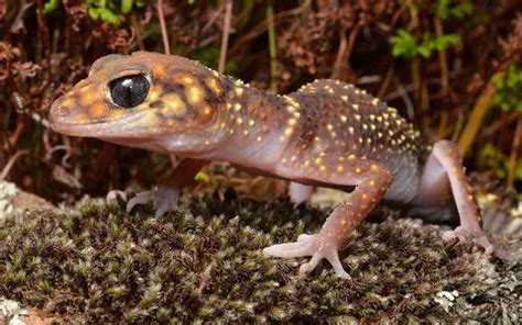 Barking Gecko | The Animal Facts | Appearance, Diet, Habitat, Behavior