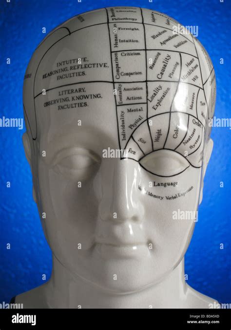 Close up phrenology head diagram hi-res stock photography and images - Alamy