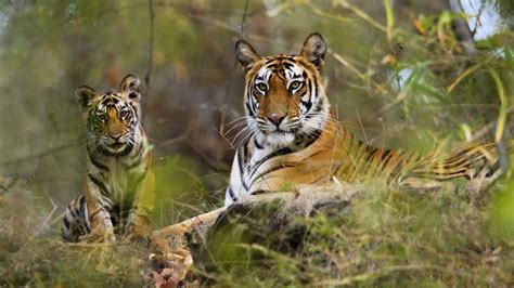 BANDHAVGARH NATIONAL PARK Reviews, BANDHAVGARH NATIONAL PARK Tourist ...