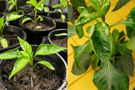 5 Causes of Pepper Leaves Curling in Greenhouse (with Solutions) – Farming How